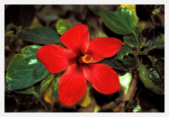 Hibiszkusz virága
